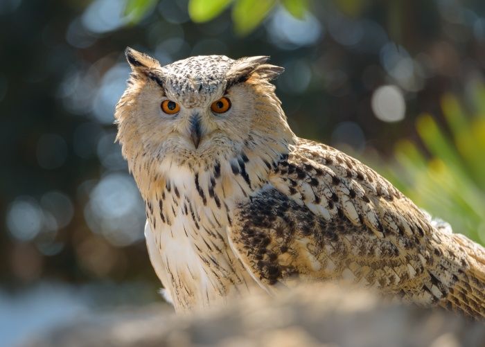 Siberian eagle owl/ Bubo b. sibiricus (Falconry. Málaga)