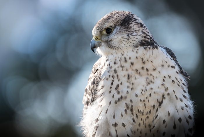 Hybrid falcon/ Falco rusticolus x cherrug (Falconry. Málaga)