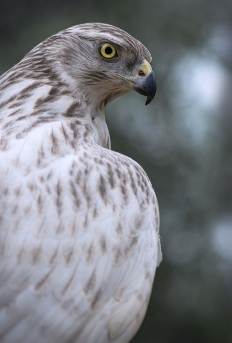 Kamchatka Goshawk/ Accipiter gentilis albidus (Falconry. Málaga)