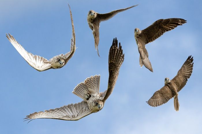 Saker falcon/ Falco cherrug (Falconry)