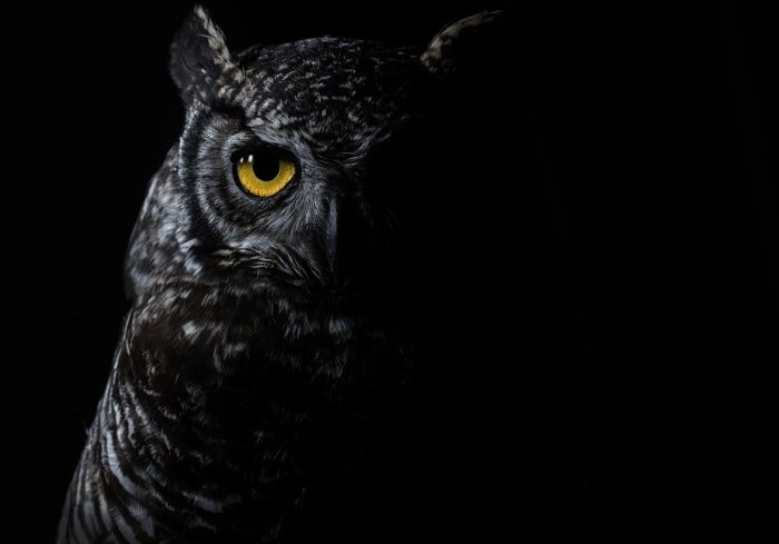 Bubo virginianus nigrescens (Recuperación. Ecuador)