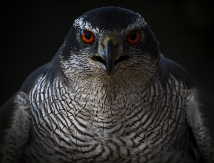 Azor común/ Accipiter gentilis (Cetrería)