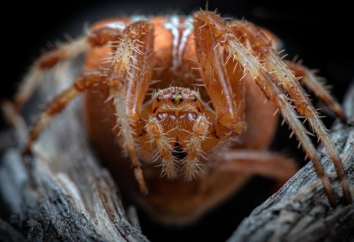 Araña de la cruz/ Araneus diadematus (Málaga)