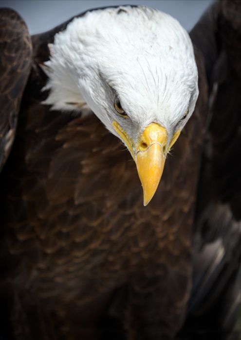 Bald eagle/ Haliaeetus leucocephalus (Zoological center)