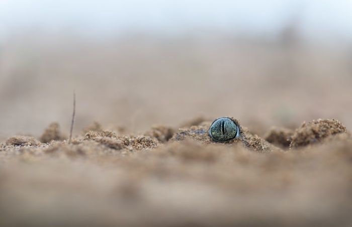 Sapo de espuelas/ Pelobates cultripes (Málaga)