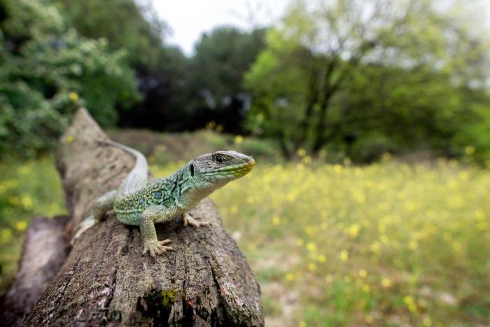 Jewelled lizard/ Timon lepidus (Madrid)