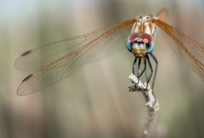 Libélula violeta/ Trithemis annulata (Málaga)