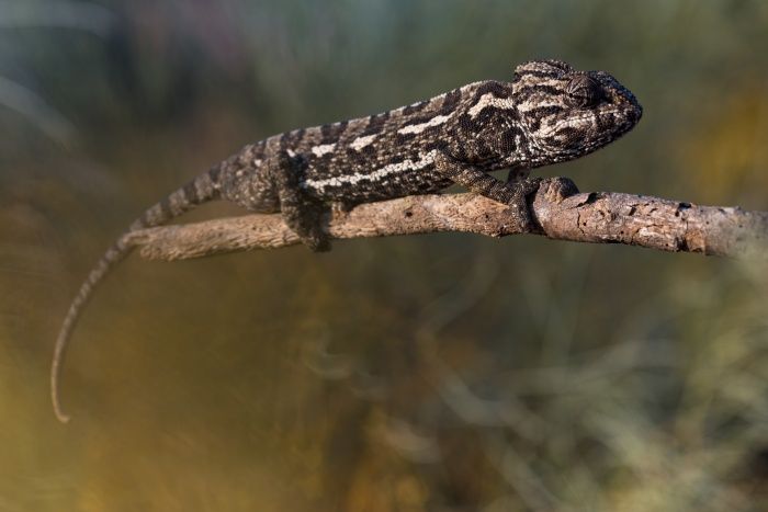 Common chameleon/ Chamaeleo chamaeleon (Málaga)