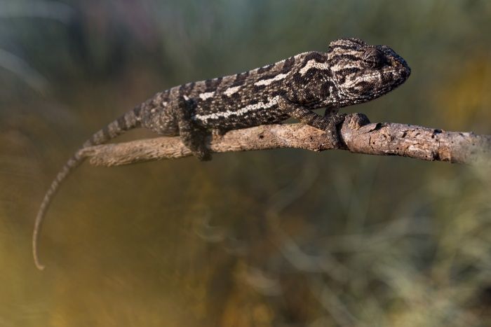 Camaleón común/ Chamaeleo chamaeleon (Málaga)