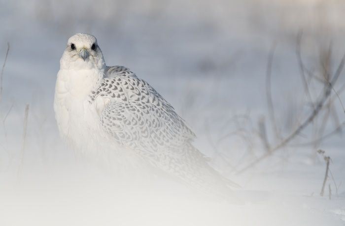 Gyrfalcon/ Falco rusticolus (Falconry. Madrid)