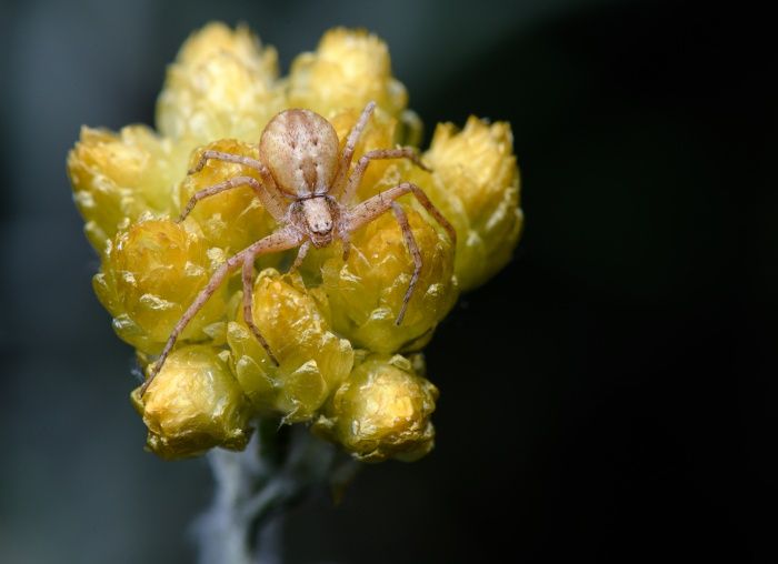 Araña cangrejo/ Philodromus sp. (Málaga)