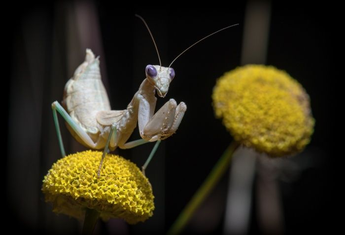 Mantis enana europea/ Ameles spallanzania (Madrid)