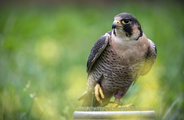 Barbary falcon/ Falco pelegrinoides (Falconry. Madrid)