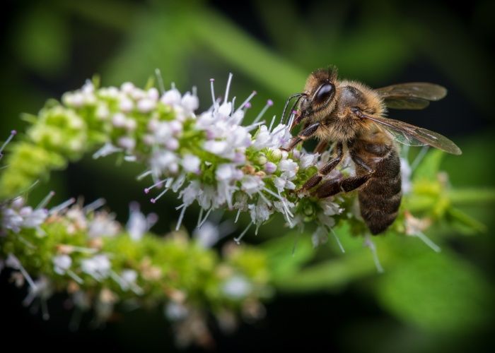 Abeja europea/ Apis mellifera (Málaga)