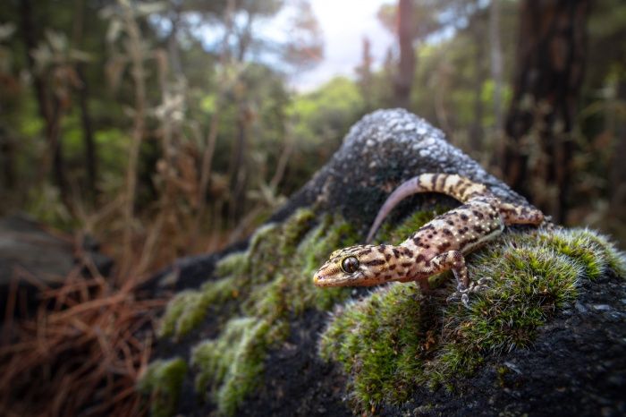 Salamanquesa rosada/ Hemidactylus turcicus (Mijas, Málaga)