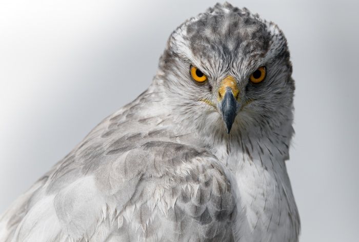 Kamchatka goshawk/ Accipiter gentilis albidus (Falconry. Madrid)