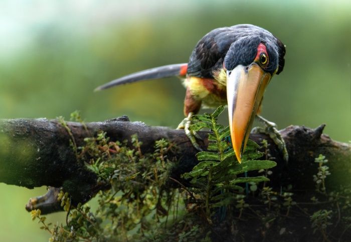 Arasarí piquipálido/ Pteroglossus erythopygius (Mindo. Ecuador)