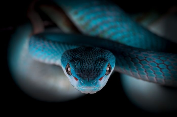 White-lipped Island Pitviper/ Trimeresurus insularis (Zoo collection)