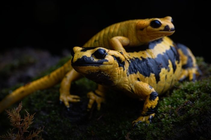 Salamandra de fuego/ Salamandra salamandra bernardezi (Asturias)