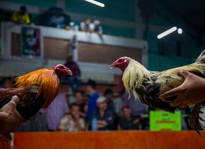 PELEAS DE GALLOS EN MÉXICO