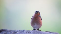 Fringilla coelebs