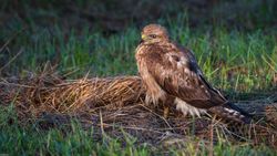 Buteo Buteo