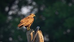 Buteo Buteo