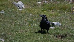 Corvus corax