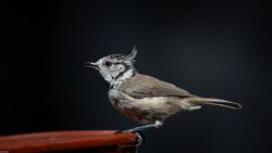 Lophophanes cristatus