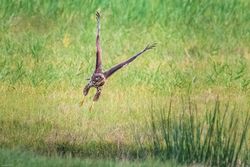 Buteo Buteo