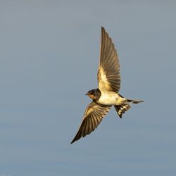 Hirundo Rustica