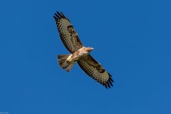 Buteo Buteo