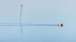 Hirundo Rustica & Aythya Ferina