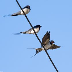 Hirundo rustica