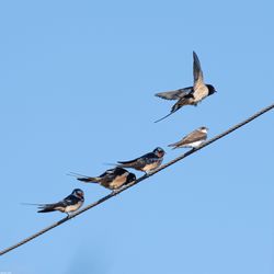 Hirundo Rustica & Riparia riparia