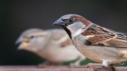 Passer domesticus