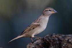 Passer domesticus