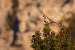 Turdus viscivorus