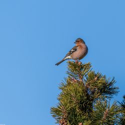 Fringilla coelebs