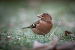 Fringilla coelebs