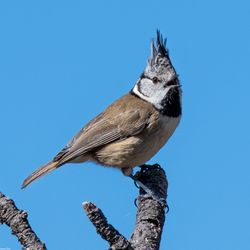 Lophophanes cristatus