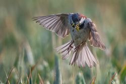 Passer domesticus