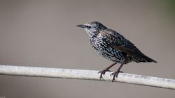 Sturnus vulgaris