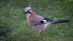 Garrulus glandarius