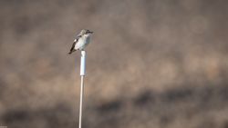 Ficedula hypoleuca