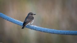 Muscicapa striata