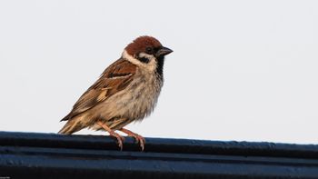 Passer montanus