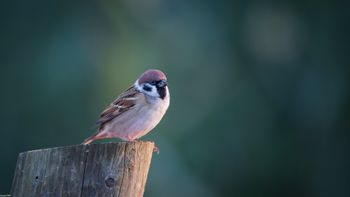 Passer montanus