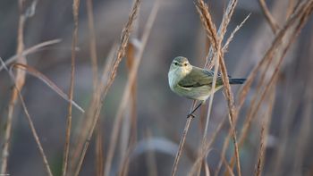 Phylloscopus collybita