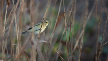 Phylloscopus collybita